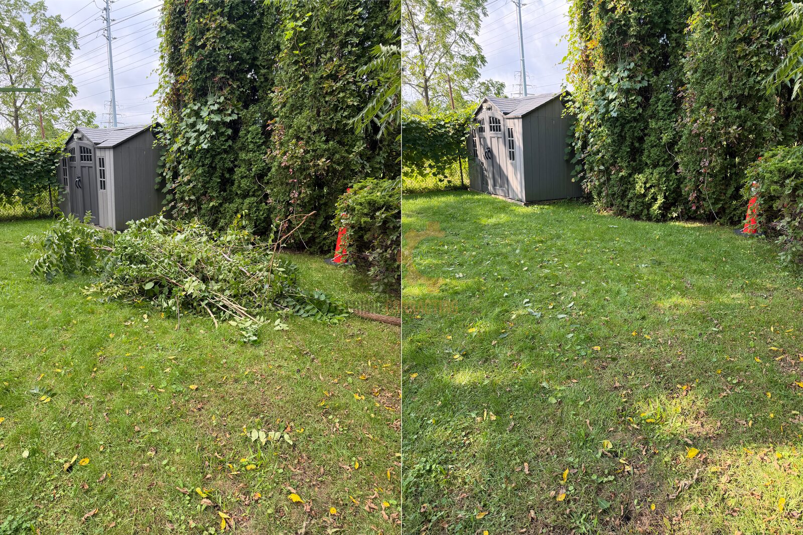 Before and after: a pile of cut branches cleared from the lawn beside a backyard shed